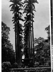 Botanical Gardens in Rio de Janeiro