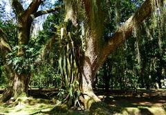 Tropical plants in Rio de Janeiro Botanical Garden