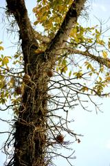 Abricó-de-macaco tree in Rio de Janeiro Botanical Garden