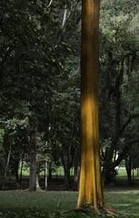 Amazing Trees at Jardim Botânico, Rio de Janeiro