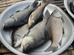 Assortment of Bangladeshi fish