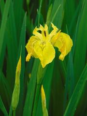 Yellow Iris flower in Benrather Schlosspark pond