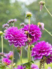 vibrant dahlia flower in a lush garden at Benrath Palace Park