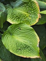 Hosta plant in the English Garden of Benrath Palace Park