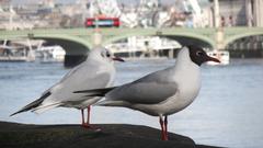 Black-headed Gulls in winter and summer plumages near Westminster Bridge