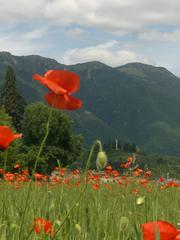 Poppies in fields near Romano d'Ezzelino with Col Bastia and Torre d'Ezzelino in the background