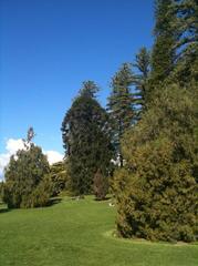 Adelaide Botanic Garden lush landscape with palm trees and manicured lawns