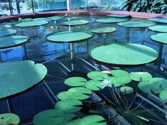 Nymphaea sp. and Victoria Amazonica in Adelaide Botanic Gardens