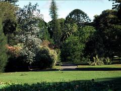 731 Adelaide Botanic Gardens in January 1984