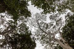 Adelaide Botanic Garden in South Australia, Australia