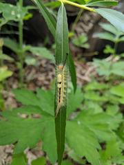 White-Marked Tussock Moth on a willow tree