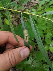 White-Marked Tussock Moth on willow leaf