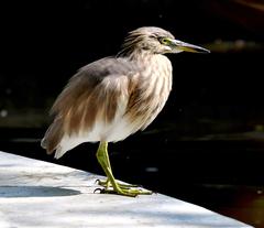 bird waiting for fish