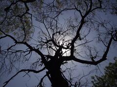 Sad tree at Allen Forest Zoo Kanpur