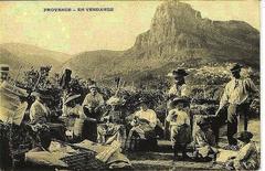 people harvesting grapes in a vineyard