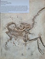 Compsognathus longipes fossil from Upper Jurassic