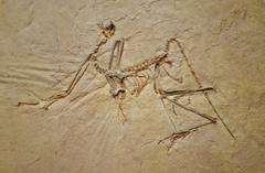 Archaeopteryx fossil from Upper Jurassic Solnhofen Limestone