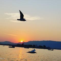 Winter sunrise over Anasagar Lake with flying birds