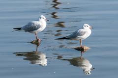 Black-headed Gull