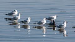 Black-headed Gulls and Brown-headed Gull