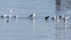 Lesser Black-backed Gull on a sandy beach