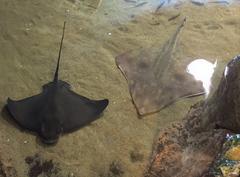 Bat ray and Big skate resting in Aquarium of the Bay's Touch the Bay gallery