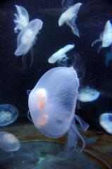 San Francisco Pier 39 Aquarium of the Bay 2011