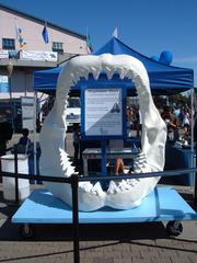 Replica Megalodon jaw on public display at Aquarium of the Bay