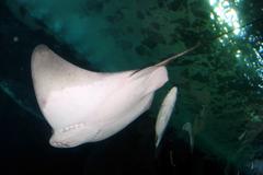 Bat Ray at Aquarium of the Bay