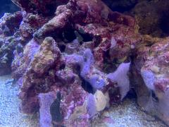 cryptic sponge growth on live rock in aquarium