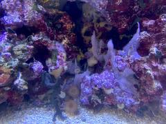 Cryptic sponge growth on live rock in the Aquarium of the Bay's Discover the Bay exhibit