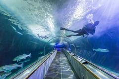 diver cleaning tunnel and feeding fish