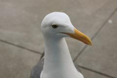 seagull standing in-line at door