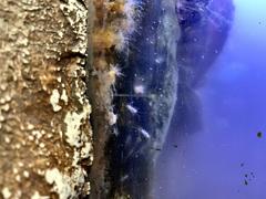 Cluster of Munnid isopods in aquarium