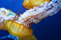 Japanese Sea-Nettle in water