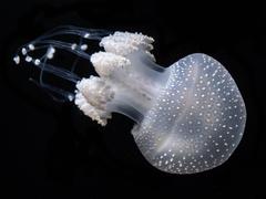 Jellyfish in a tank at the Aquarium of the Bay, San Francisco