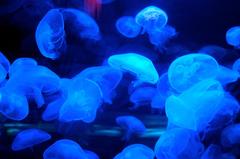 Jellyfishes in an aquarium