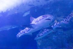 Leopard Shark in the water