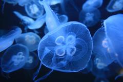 Moon jellies (Aurelia aurita) floating