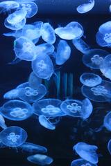 Aurelia aurita, commonly known as moon jellyfish