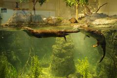 North American River Otter at Aquarium of the Bay, San Francisco