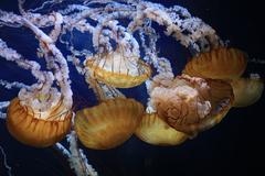 Pacific Sea Nettles Chrysaora fuscescens