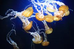 Pacific Sea Nettles swimming in the ocean