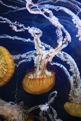 Pacific Sea Nettles