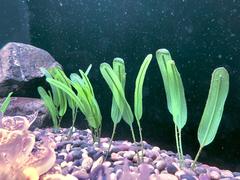 Artificial Halophila stipulacea in Aquarium of the Bay’s Jellies Gallery