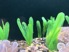 Artificial Halophila stipulacea in Aquarium of the Bay’s Jellies Gallery