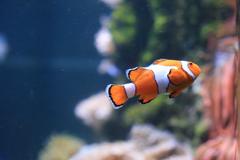 Clownfish swimming among sea anemones