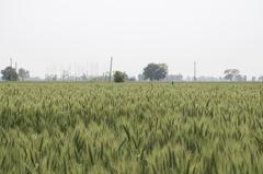 Pendjabi crops in Amritsar, India