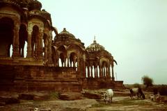 Bara Bagh cenotaphs and cattle near Jaisalmer, Rajasthan