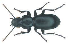 Pseudopercus politus Dejean, 1831